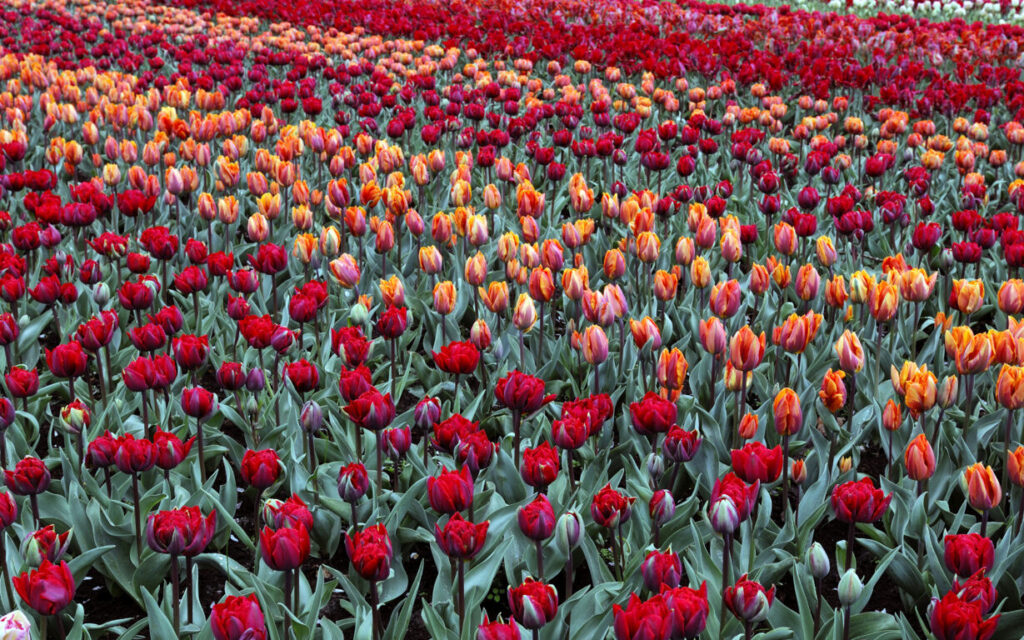 Começa a temporada das tulipas na Holanda